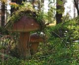 KarlJohan svamp i skogen 