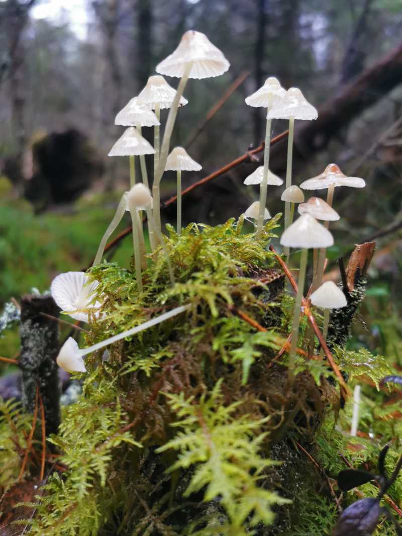 Lysande svampkonst i skogen 